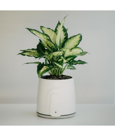 Purificateur d'air naturel connecté - Made in Europe