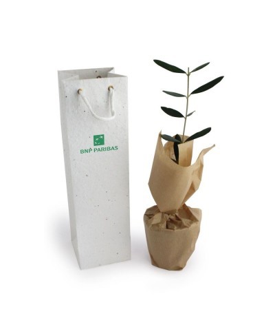 Plant en sac à semer