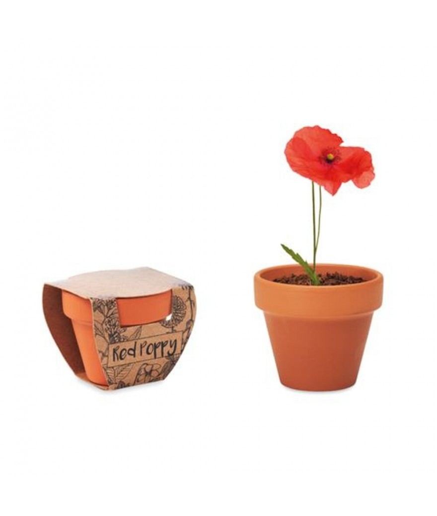 Pot avec graines de coquelicot