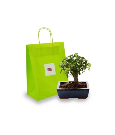 Bonsaï forme boule en sac kraft